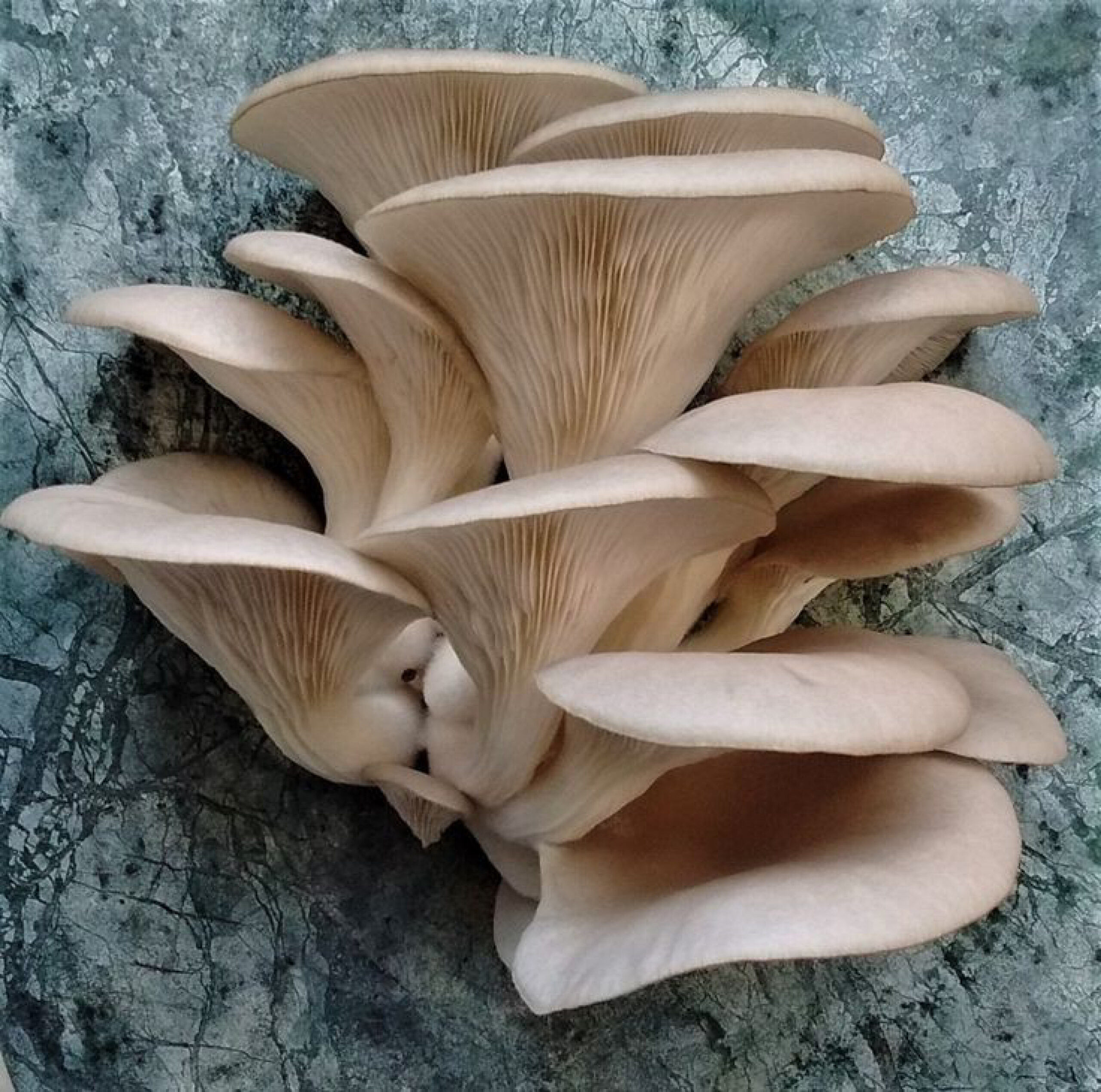 Oyster Mushroom